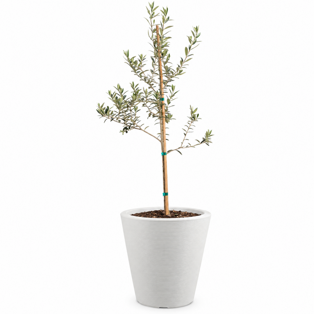 Arbequina Olive Tree Live Potted Plant Fruit Tree Patio Garden