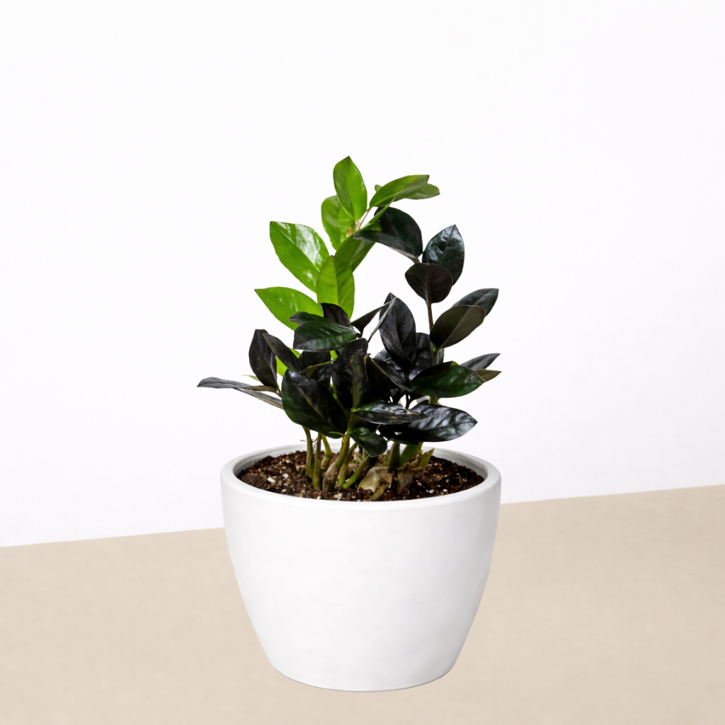 ZZ Zamioculcas &