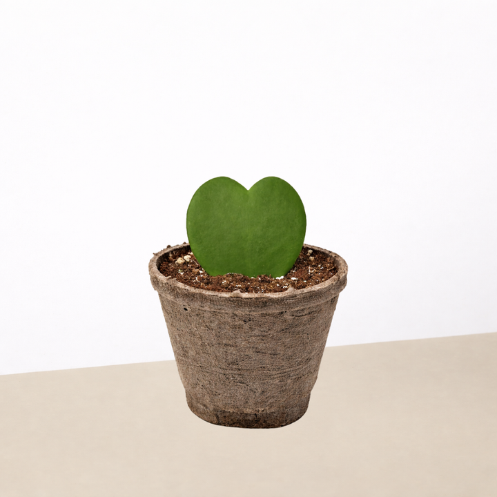 Hoya &