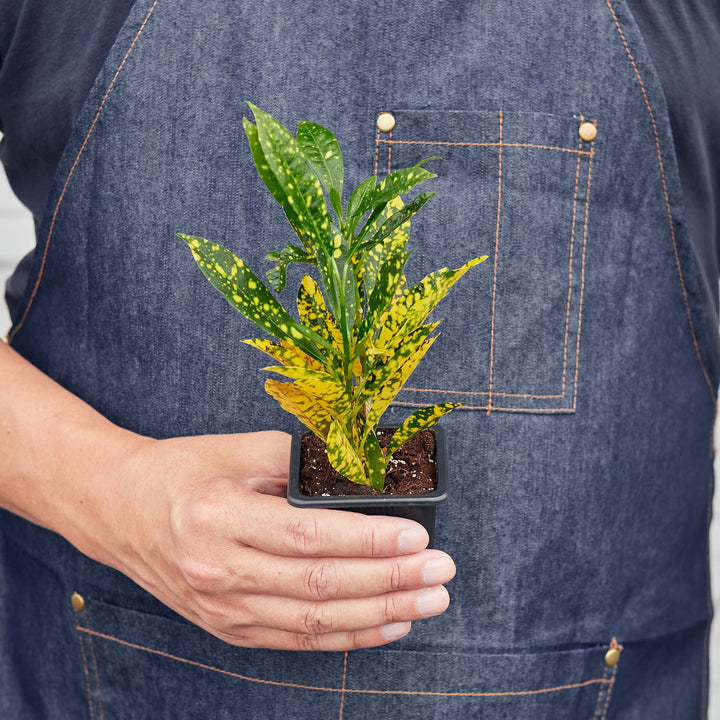 Croton &