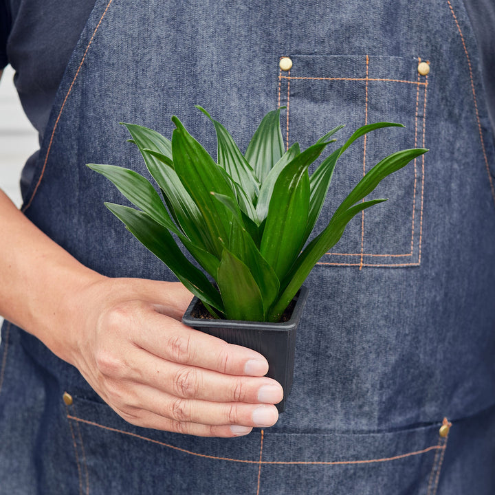 Dracaena &