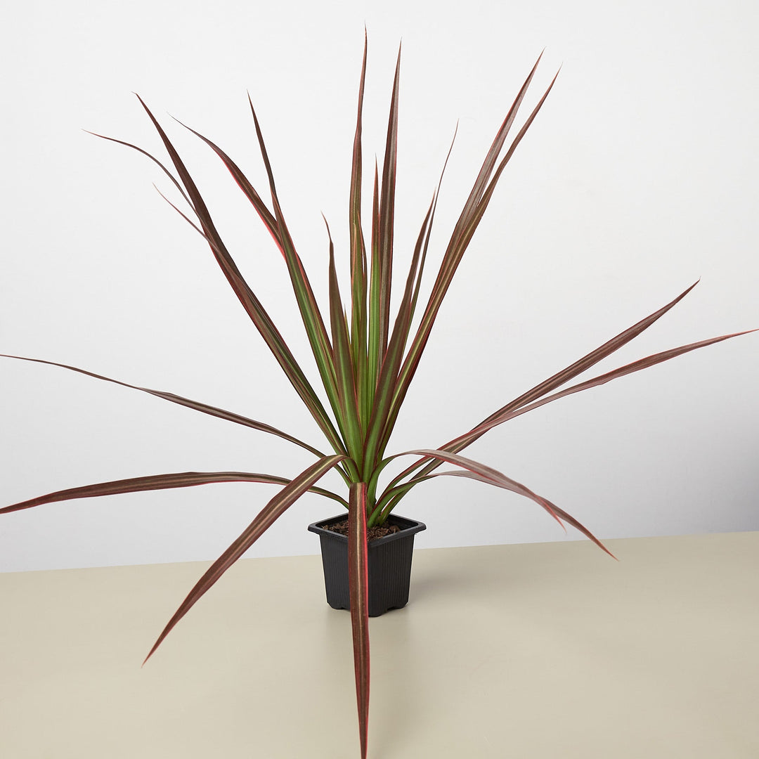 Dracaena &