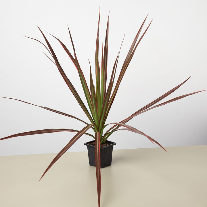 Dracaena &