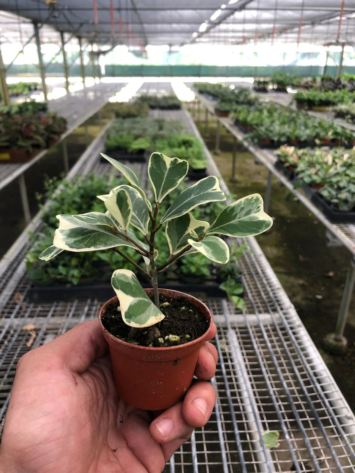 Ficus &