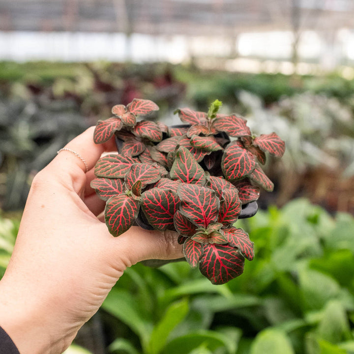 Fittonia &