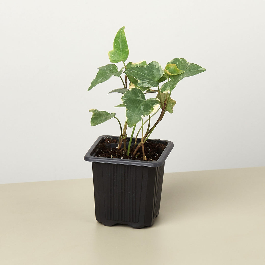 English Ivy &