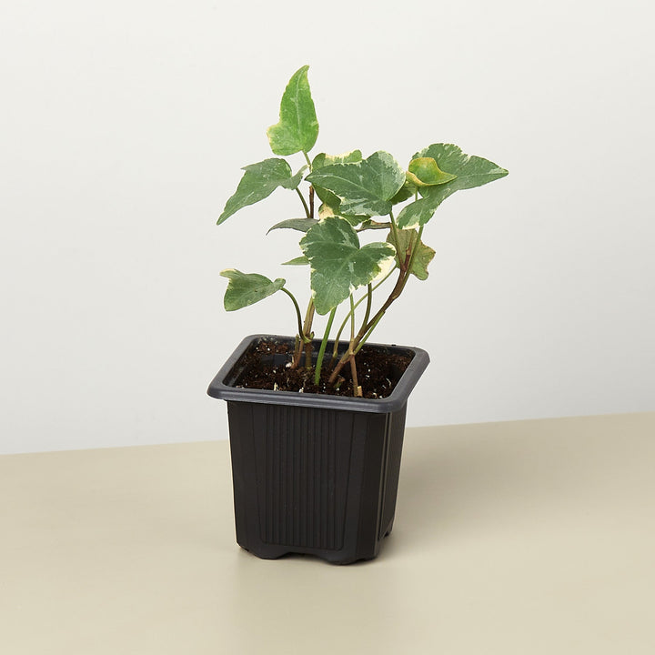 English Ivy &