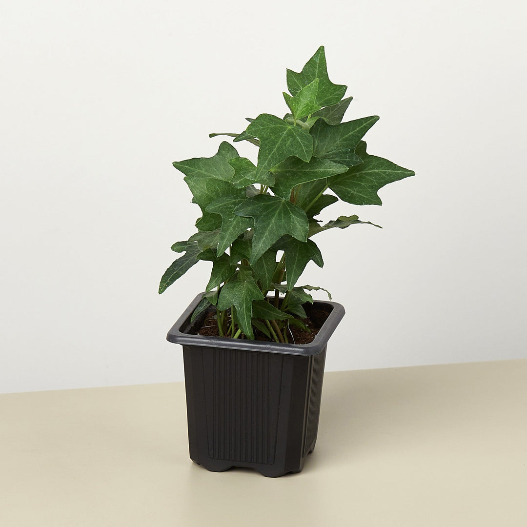 English Ivy &