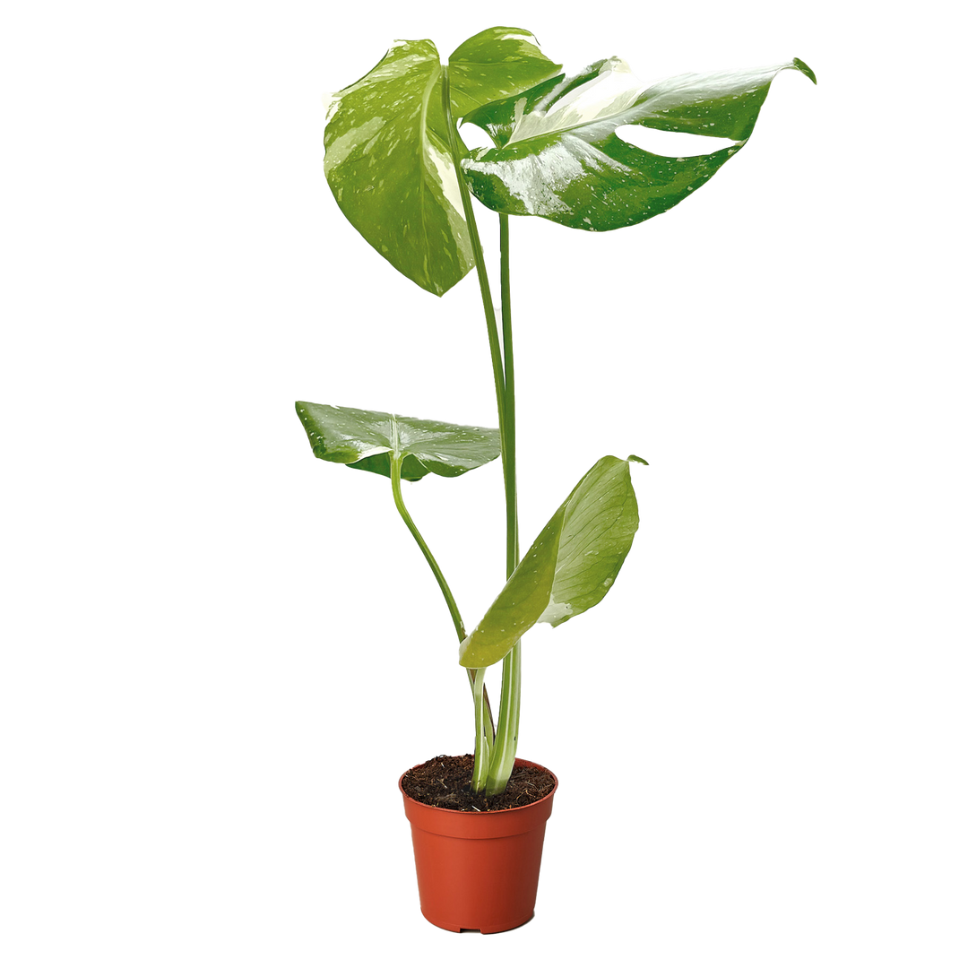 Monstera &