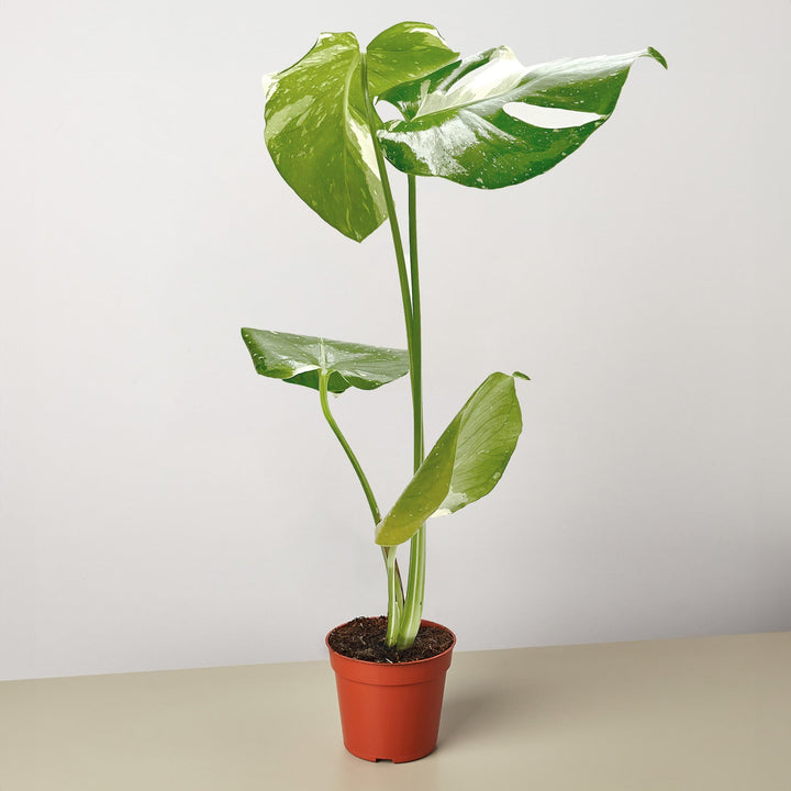 Monstera &