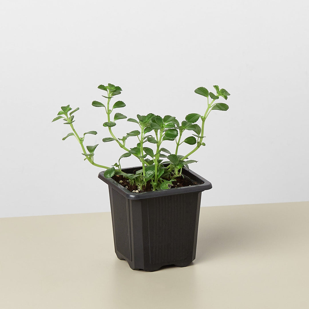 Nettle &