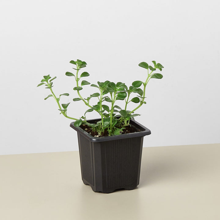 Nettle &