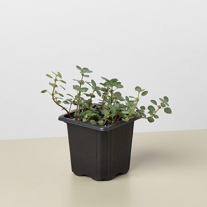Nettle &