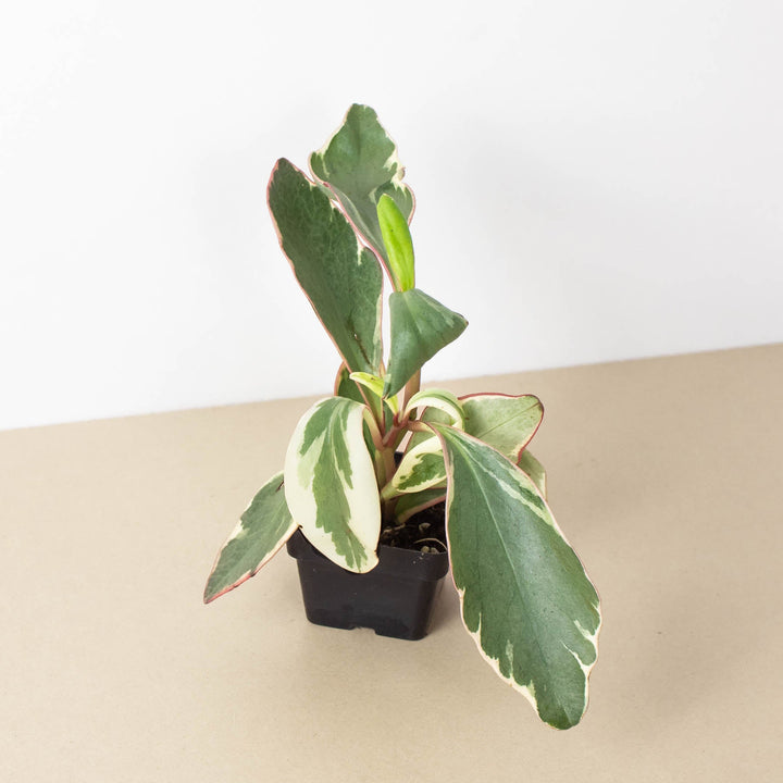 Peperomia &