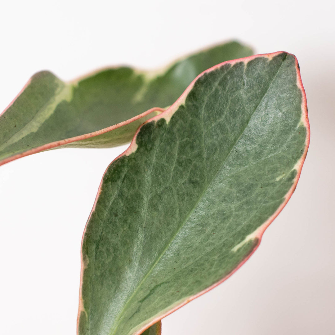 Peperomia &