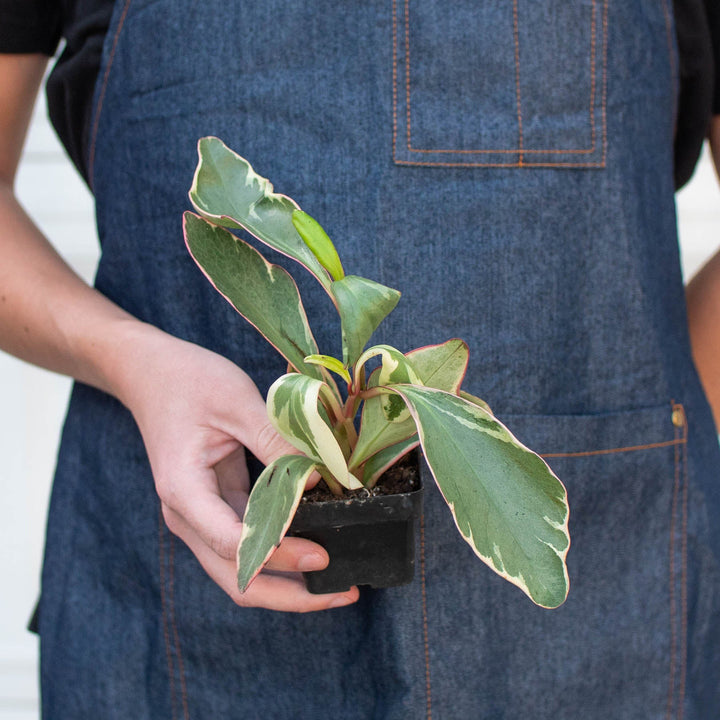 Peperomia &