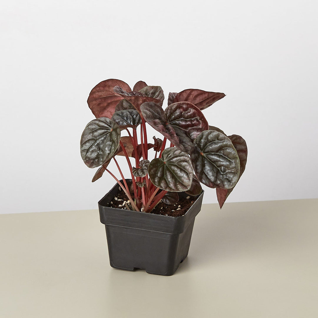 Peperomia &