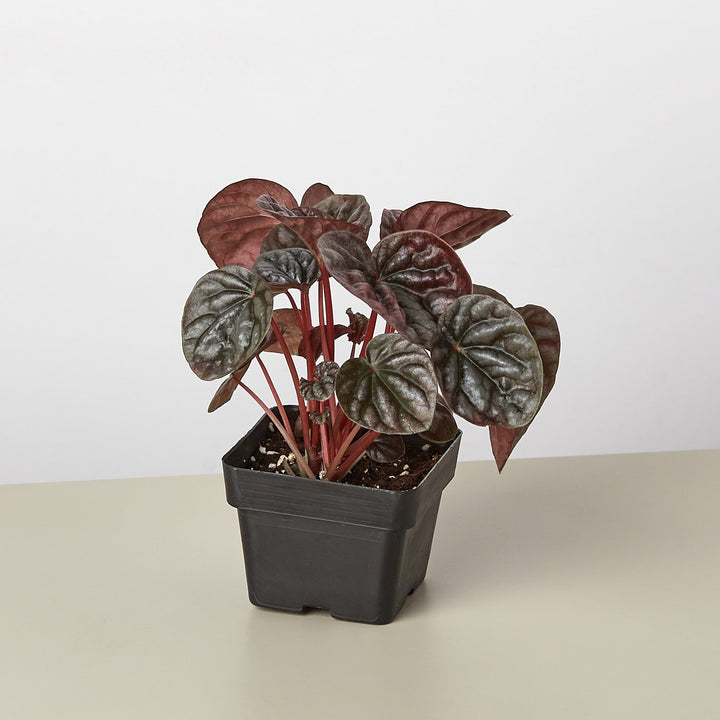 Peperomia &