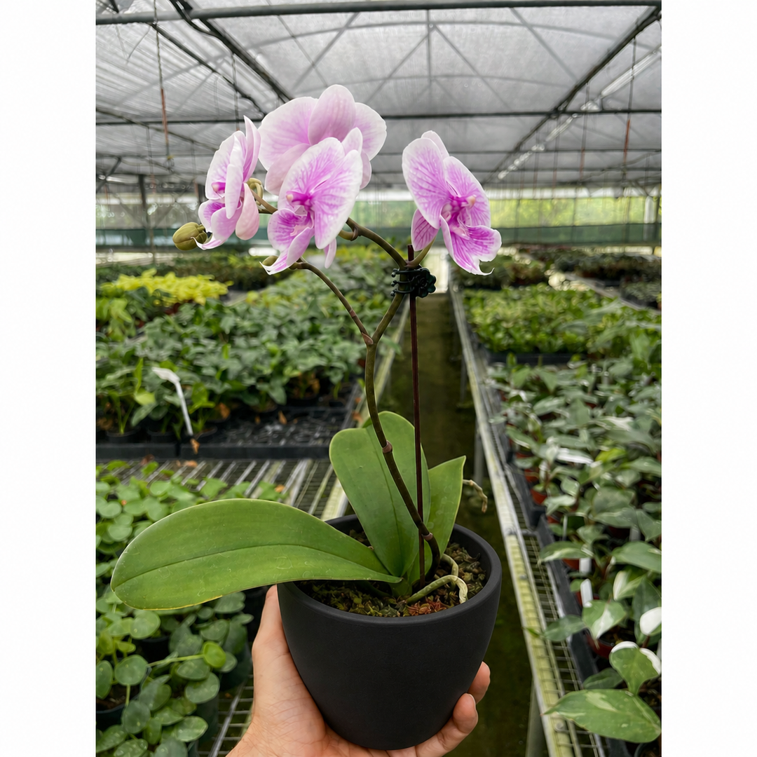 Orchid &
