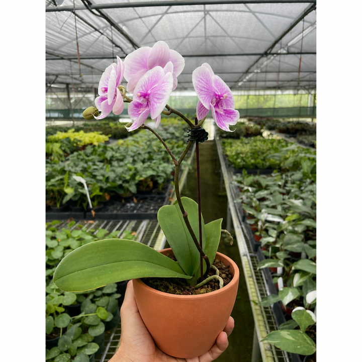 Orchid &