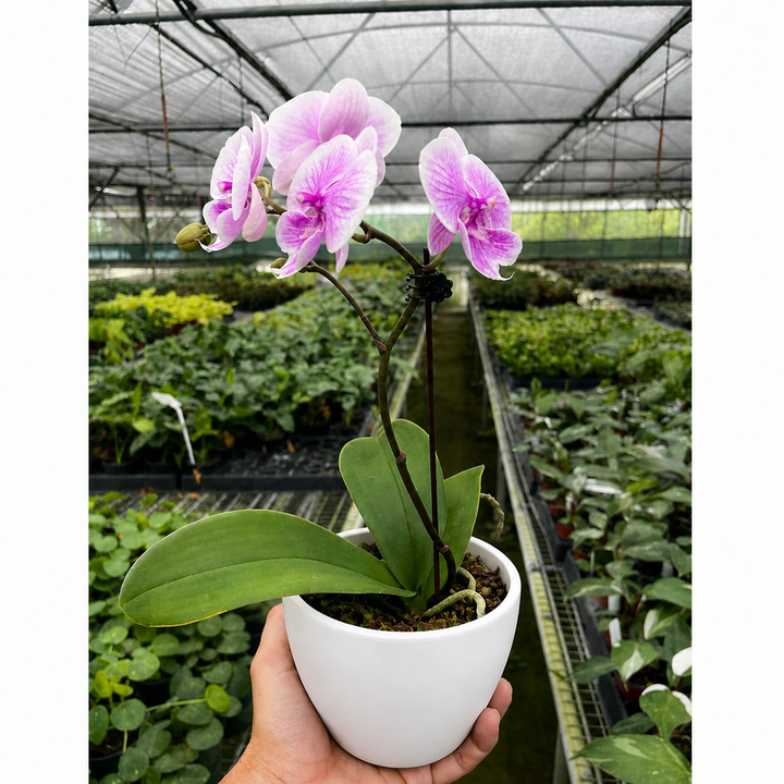 Orchid &