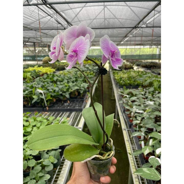 Orchid &