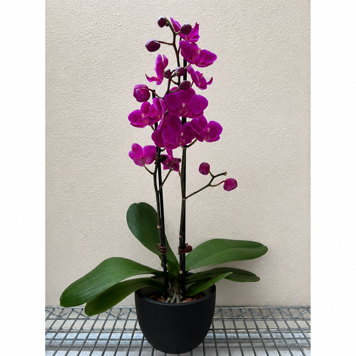 Orchid &