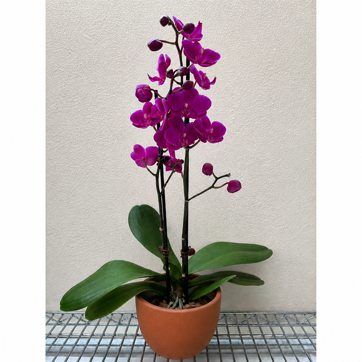 Orchid &