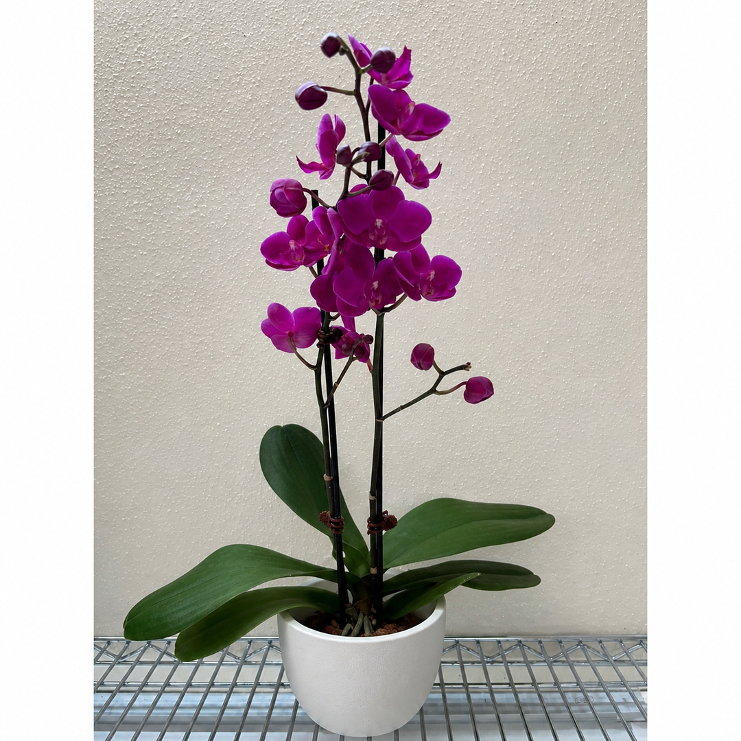Orchid &