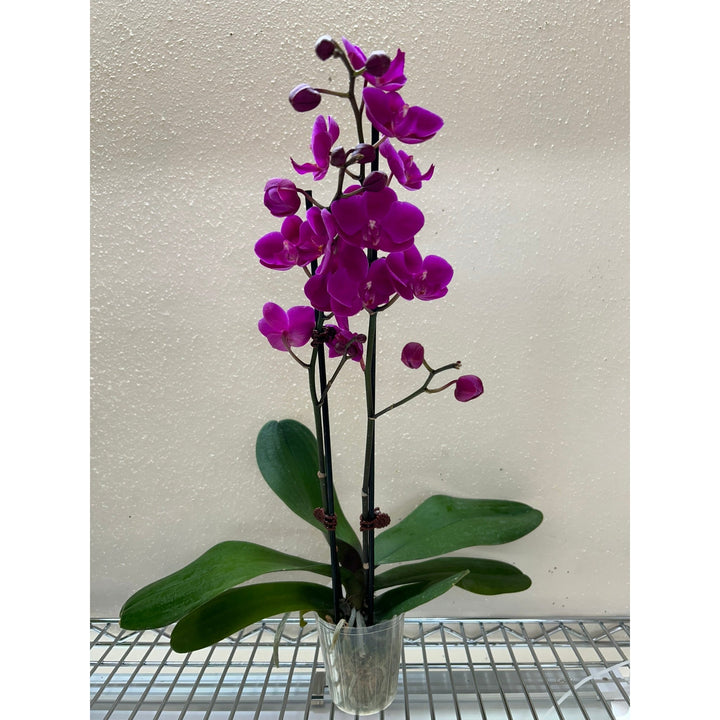 Orchid &