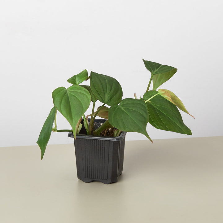 Philodendron &