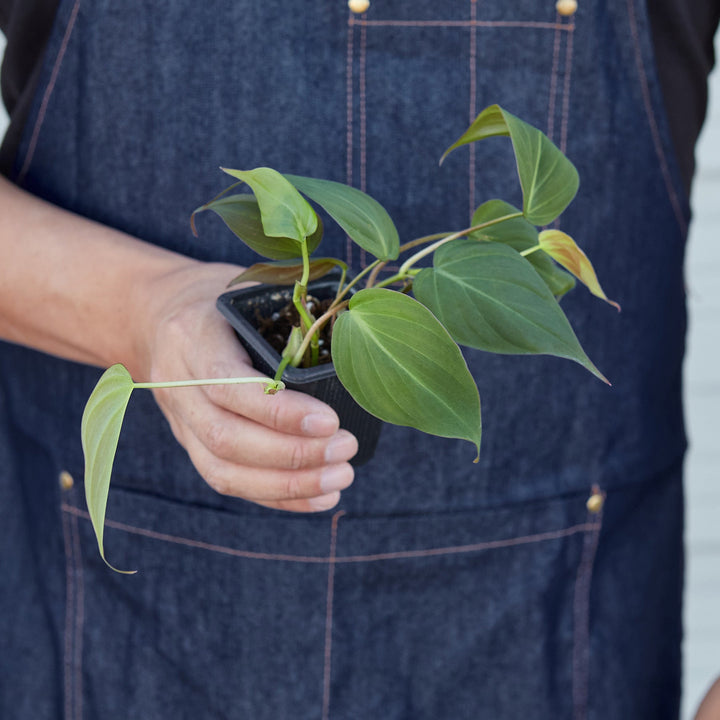 Philodendron &
