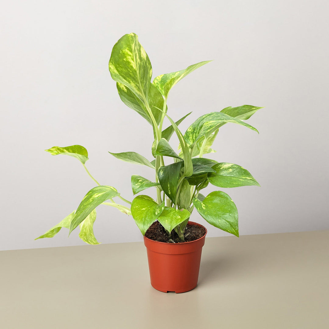 Pothos &