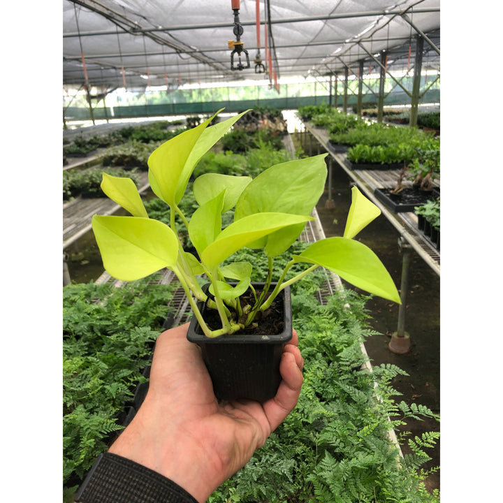 Pothos &
