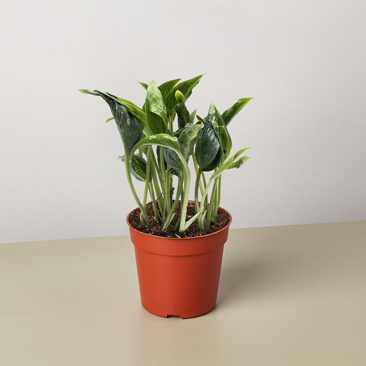 Pothos &