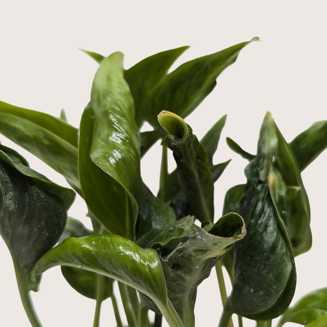 Pothos &