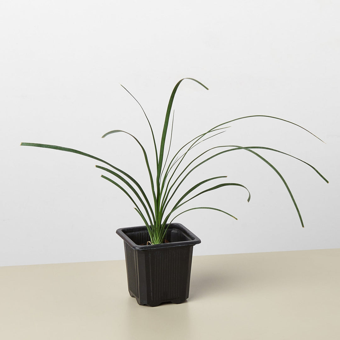 Palm Ponytail
