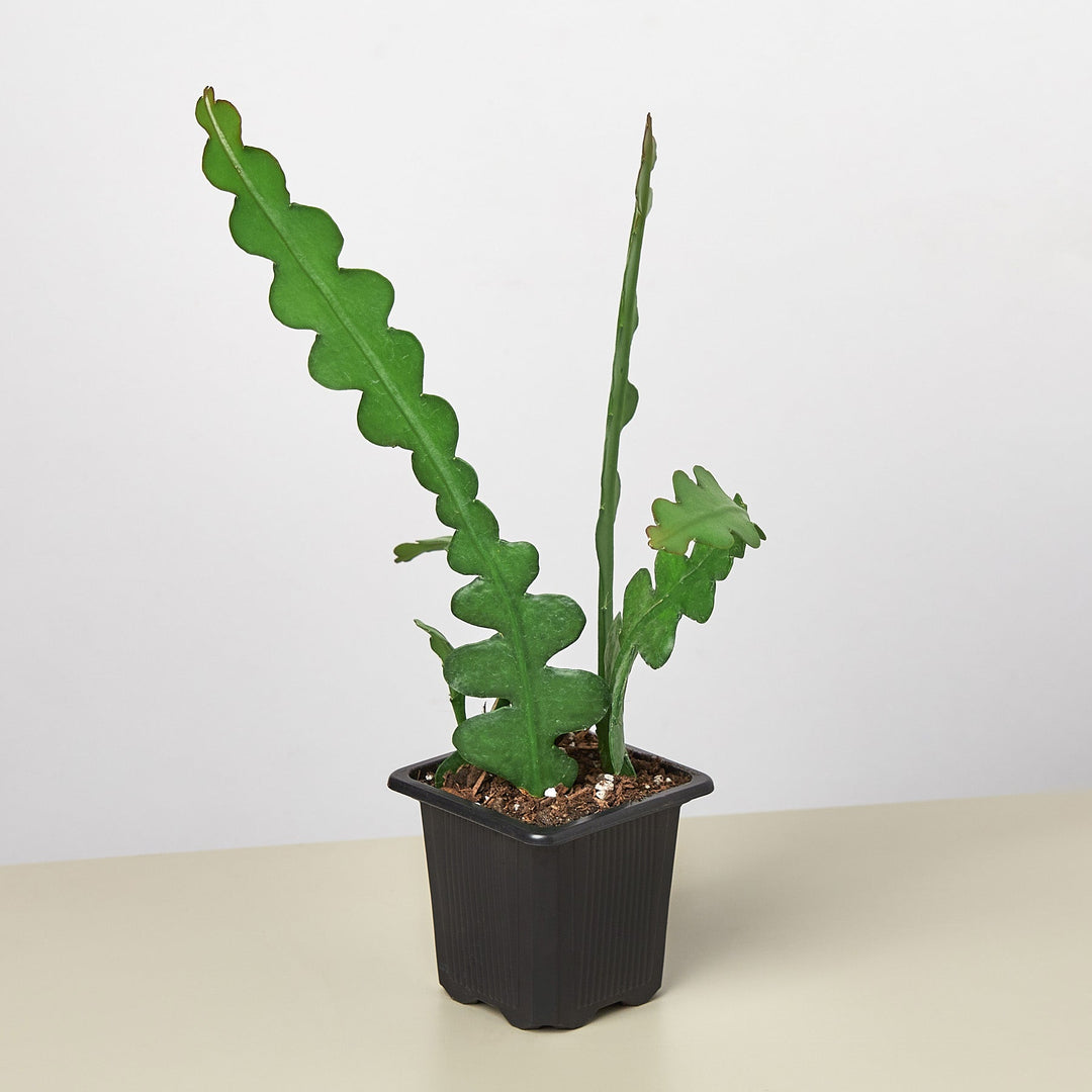 Epiphyllum &