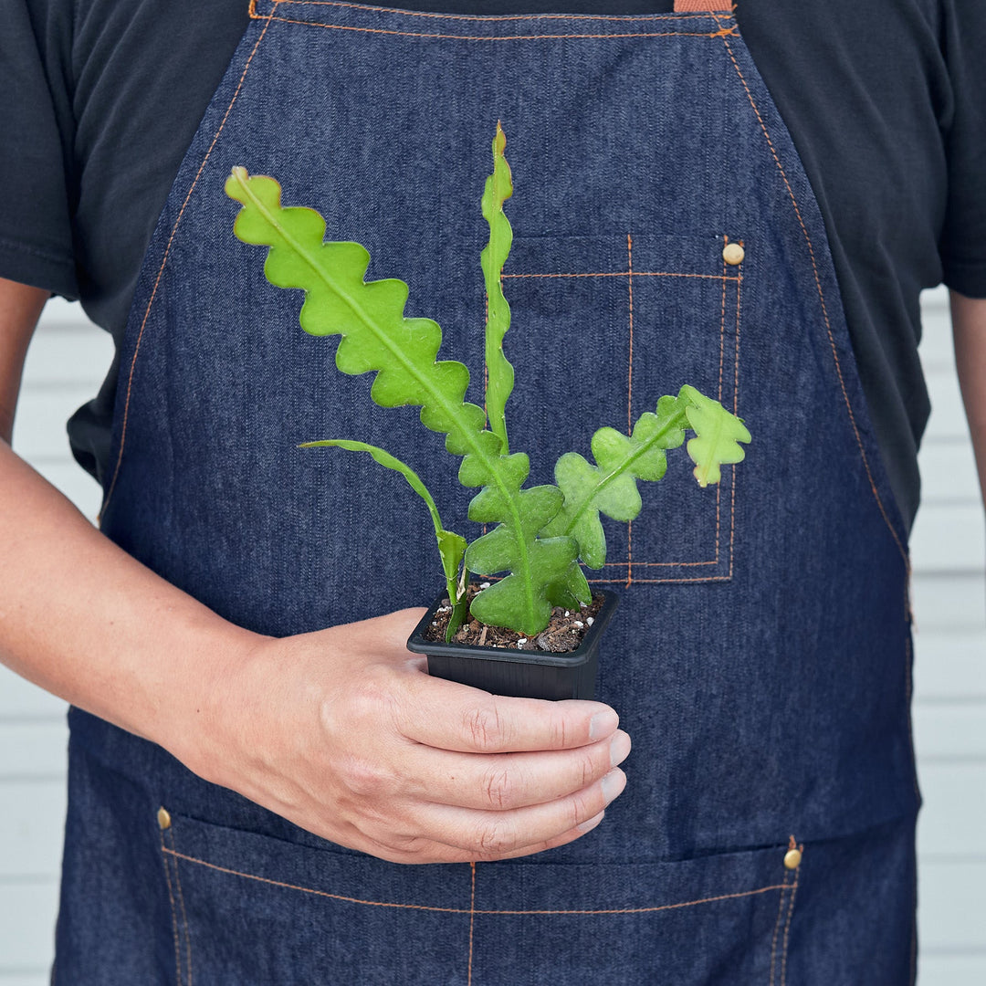 Epiphyllum &
