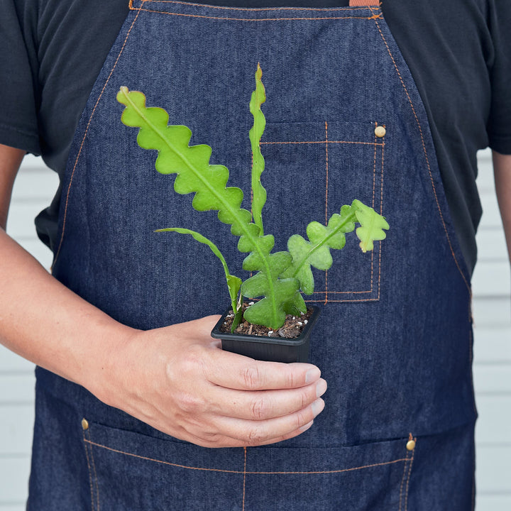 Epiphyllum &