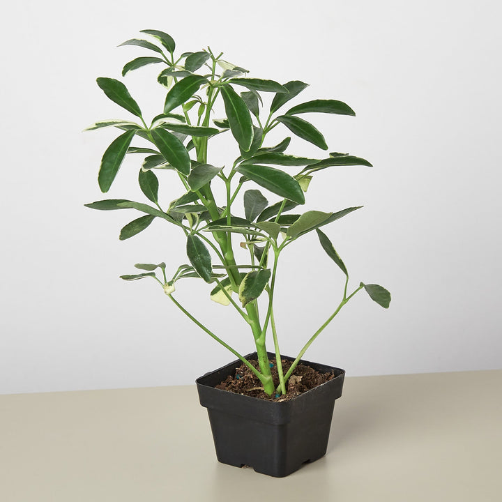 Schefflera &