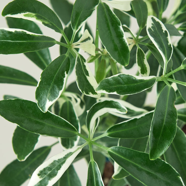 Schefflera &