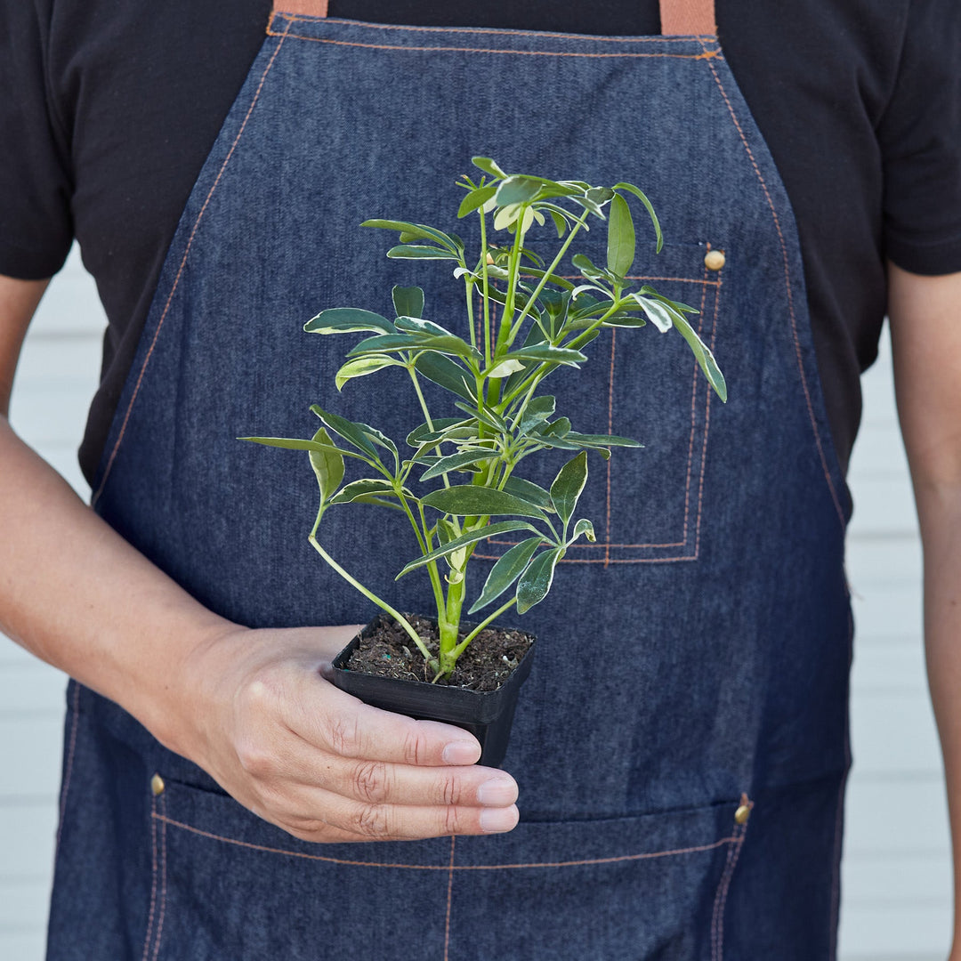 Schefflera &