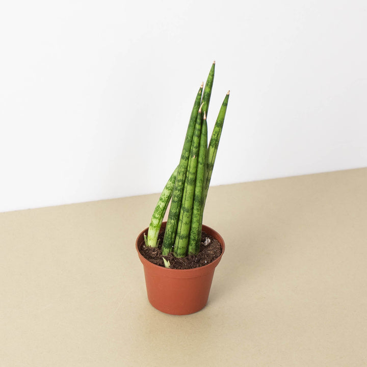 Snake Plant &