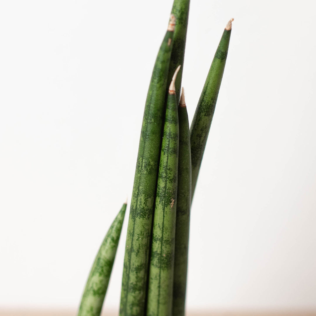 Snake Plant &