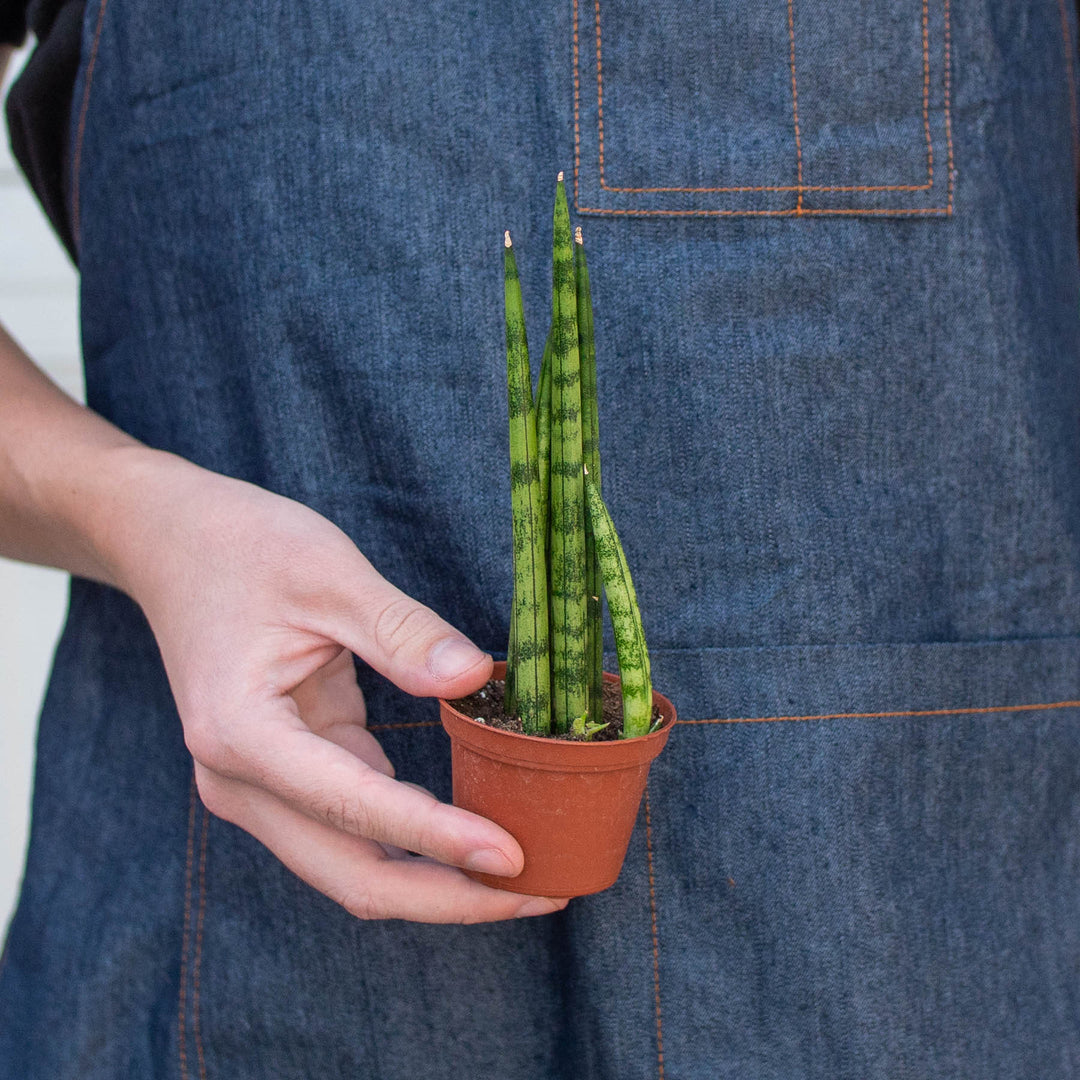 Snake Plant &