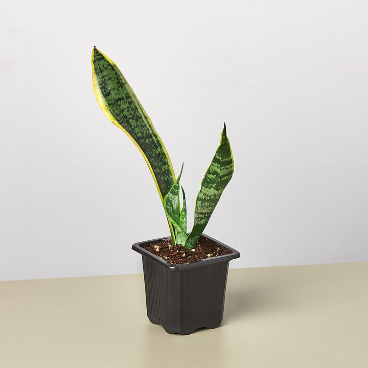 Snake Plant &