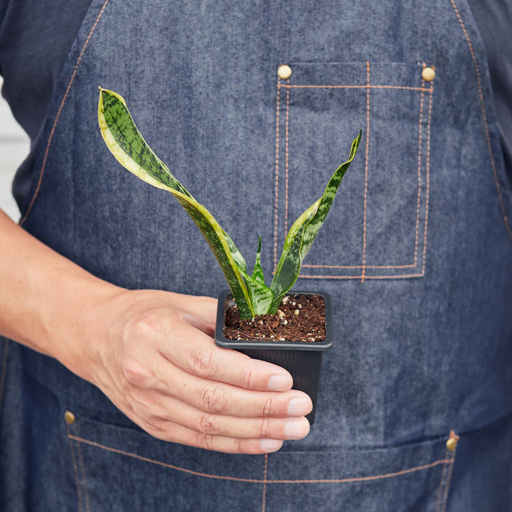 Snake Plant &