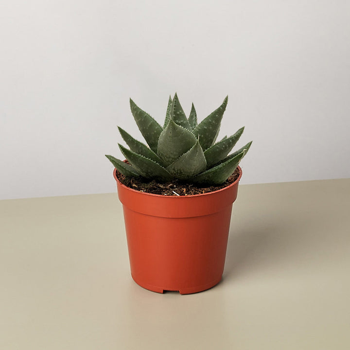 Succulent Haworthia Savanna