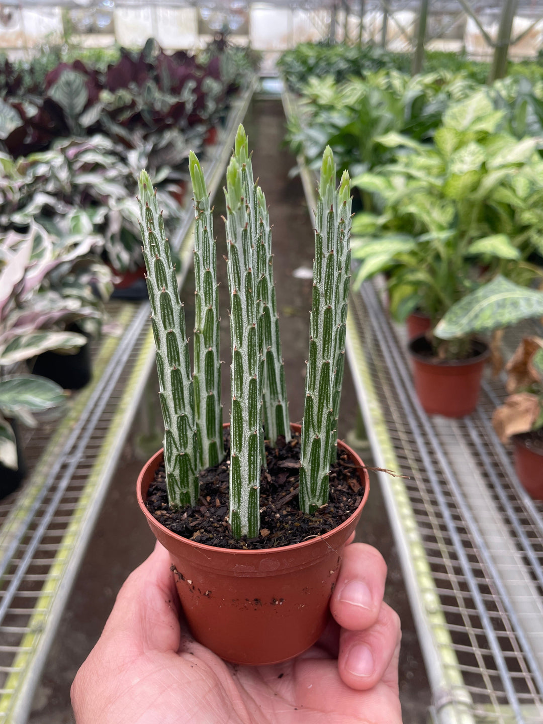 Succulent Senecio Stapeliiformis &